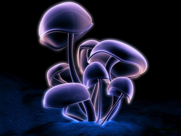 Mushroom - 