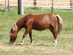 Unsere Pferde und Ponies - 