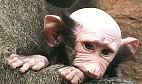 Ehret die neuen Herrscher! - 