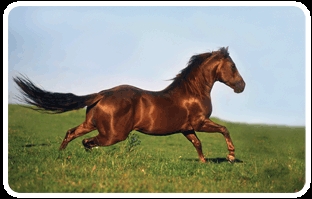 Horses - 