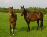 Horses - 