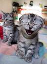 lachen - 