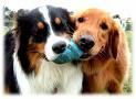 Hunde sind mein Leben - 