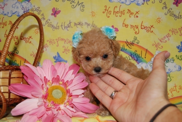 ♥ Ashley & her dogs. - 