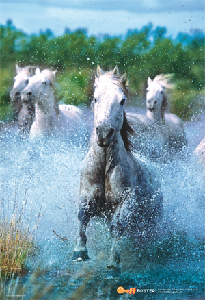 HoRsEs - 