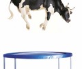 Trampoline & Springer 225896