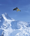 snowboarden ist einfach COOL 260641