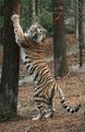 Tiere im Zoo 312884