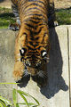 Tiger 384520