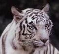 Tiger 384521