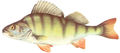 verschiedene fische 380344