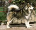 hUsKiEs  392347