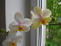 Phalaenopsis 380930