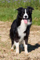 Border Collies 716471