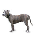 brindle 432872