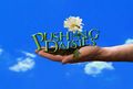 Pushing Daisies 442028