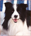 A Border Collie is born 55260