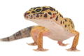 Leopardgeckos 491048