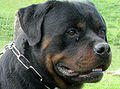 Die Rottweiler 486390