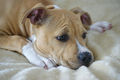 Amstaff 525133