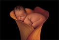 Anne Geddes 505313