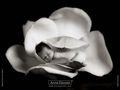 Anne Geddes 505318