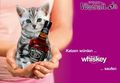 katzen würden whiskey saufen!!!! 601344