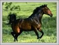 American Quarter Horse 682244