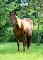 American Quarter Horse 682245