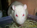 Meine Ratten 123212