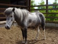 Shetlandponies 124683