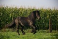 andere Ponyrassen 133170