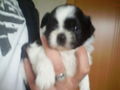 Shih-tzu 711532