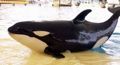 Orcas in Gefangenschaft !°!°!°! 141684