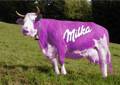 Milka 156213