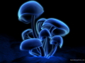 ShRoOmS 29704