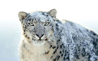 Userfoto von snow_leopard