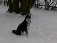 SnowHusky