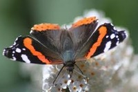 ButterflyyAvril