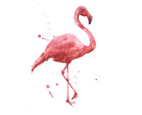 Userfoto von Flamingola