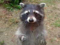 Userfoto von Raccoon