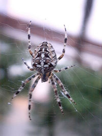 Userfoto von spiderin
