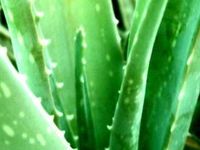 Aloe