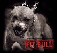 Userfoto von XxX_Pitt_Bull_XxX