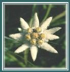 Edelweiss1