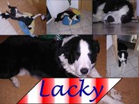 Userfoto von 007-Lacky-007