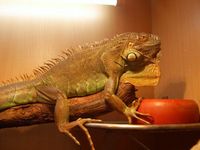 Userfoto von iguana10