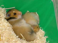 Userfoto von thehamster