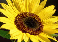 _Sonnenblume_16_