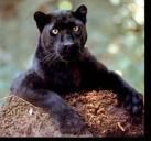 Black_panther_1991